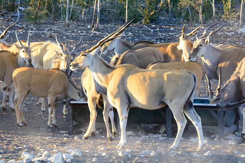 Callies Game Lodge Standard Chalet