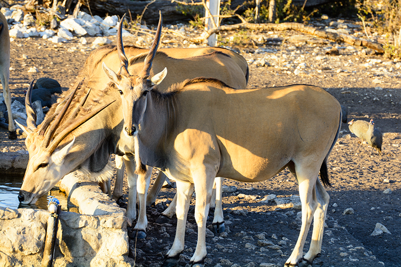 Callies Game Lodge Wilderness Experience